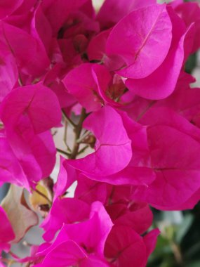 Pembe kesim çiçekler fotoğraf çekimi