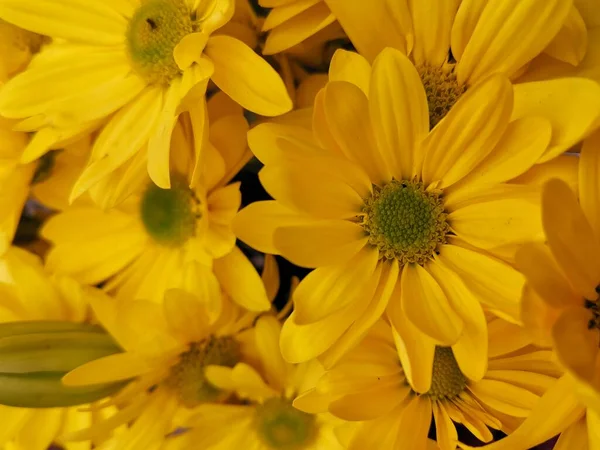 Yellow cut flowers photographic close-up
