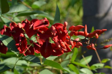 Yeşil arka plandaki kırmızı çiçek bulanık