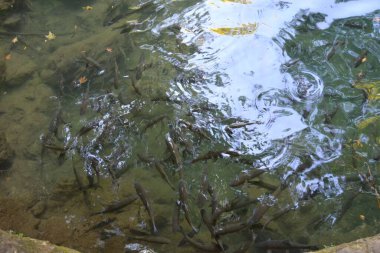 Şelalenin yanındaki gölde balık.