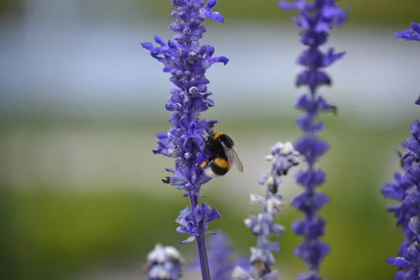 Lavender with a bee for lovers of lavender honey