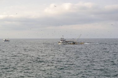 Yalnız bırakılan bir kuğu.