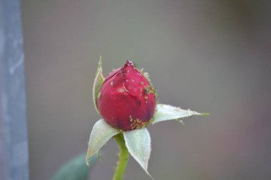Güzel yaz çiçekleri Paskalya ateşinin başında