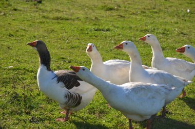 Güneşteki çayırda iki mutlu ördek