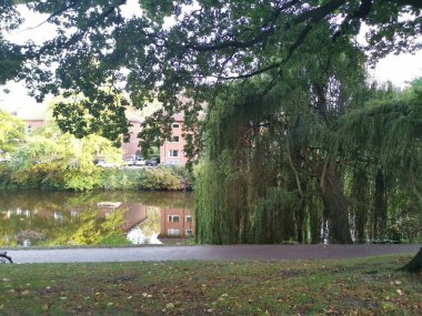 Güneşteki çayırda iki mutlu ördek