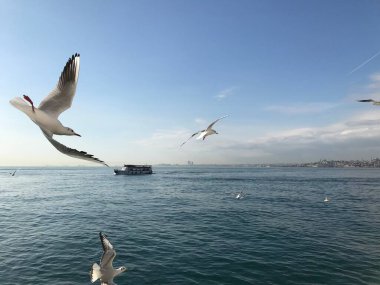 Boğaz 'ın beyaz güvercinleri
