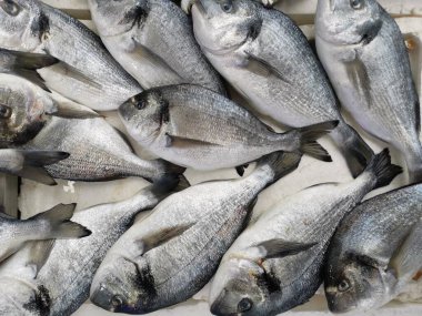 Karadeniz 'den taze balık