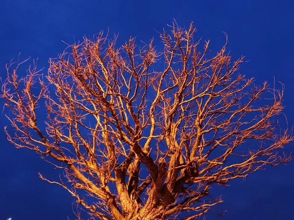 tree very Well illuminated with blue background