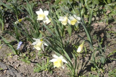 İhtişamlı güzel beyaz nergisler Paskalya 'yı bekliyor..