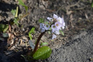 Kaldırımın ortasında pembe beyaz çiçek açıyor.