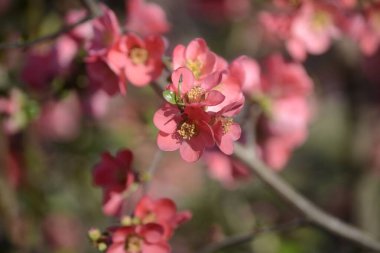 Küçük pembe çiçekli bir kestane ağacı
