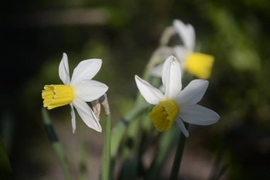Sarı ve beyaz nergisler Kutsal Cuma 'yı bekliyor..