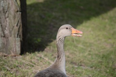 Yalnız bırakılan bir kuğu.