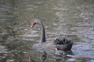 Ein schwarzer Schwan, der sich in der Sonne aalt.