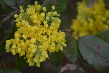 Ein Baum voller gelben Blten