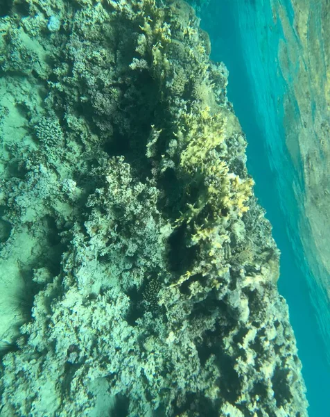 Fotografía Submarina Mar Rojo Ciudad Jordana Aqaba — Foto de Stock