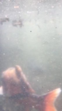 Suyun altında sazan balığı vuruşunu izliyorum.