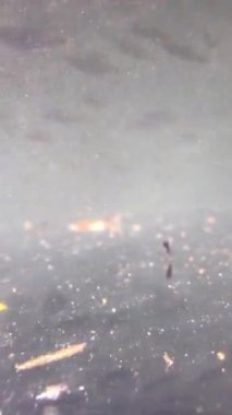 Suyun altında sazan balığı vuruşunu izliyorum.