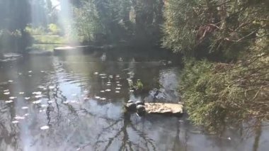 Suyun altında sazan balığı vuruşunu izliyorum.