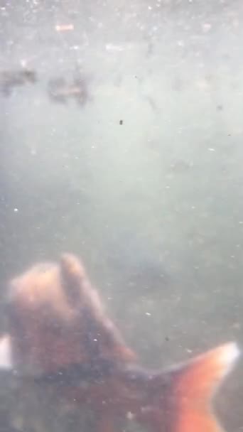 Oglądanie Podwodnego Strzału Karpia Koi — Wideo stockowe
