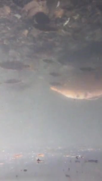 看着科伊鲤鱼在水下被射杀 — 图库视频影像