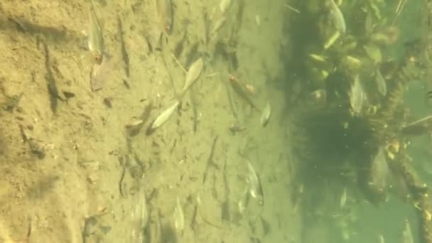 Beobachten Eines Koi Karpfen Unter Wasser Erschossen — Stockvideo