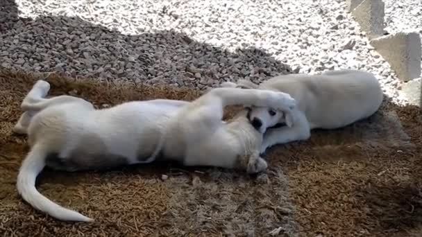 Dua Anak Anjing Bermain Dengan Satu Sama Lain Pasir — Stok Video