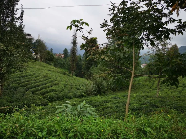 Tea Cultivation Black Sea Region Lively Green Landscape — Stock Photo, Image