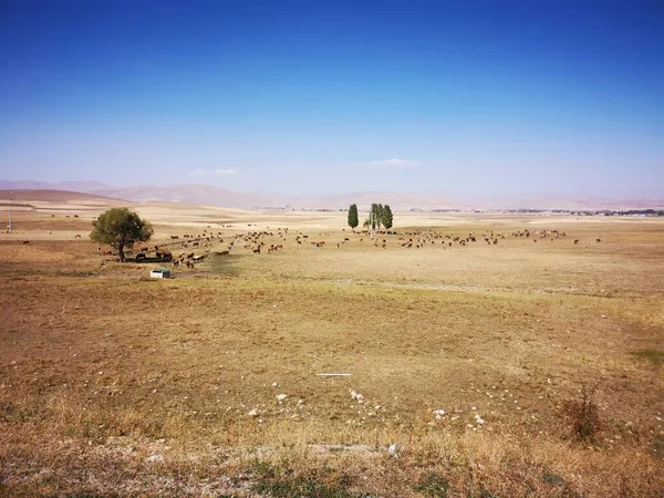 Paisagem Após Colheita Trigo Apenas Amarelo — Fotografia de Stock