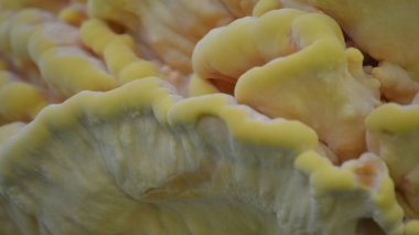 Laetiporus sülfür denen ağaç kabuğundaki sarı mantar.