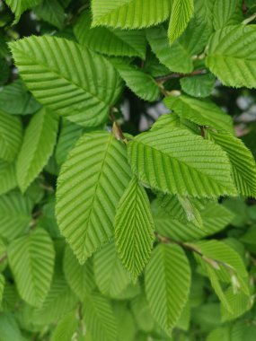Ahşap döşeme tahtası, parke, oturma odası mobilyası, enstrüman yapımında kullanılan boynuz direğinin Carpinus betulus yaprağı.