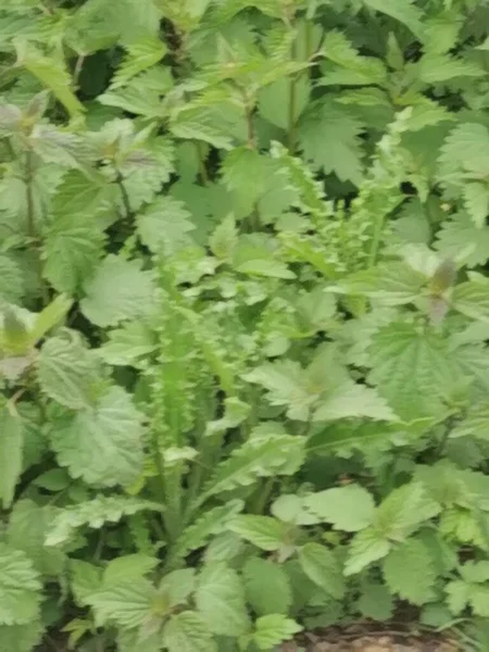 Ortiga Una Excelente Planta Metabólica Tiene Efecto Purificador Sangre Hematopoyético — Foto de Stock