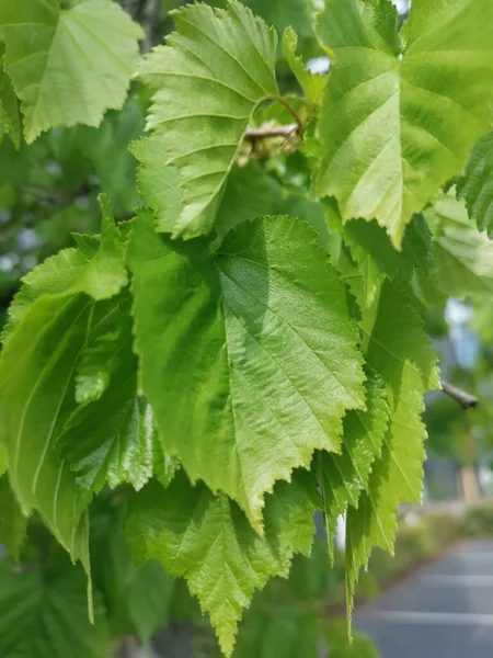 Türkische Hasel Sehr Robustes Baumhaus Harte Früchte Essbare Nussefrühblühender Straßenbaum — Stockfoto