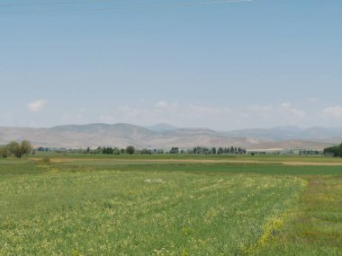 Yeşil botanik yazıyla rahatlamak için rahatlatıcı manzarası olan çok güzel bir manzara.