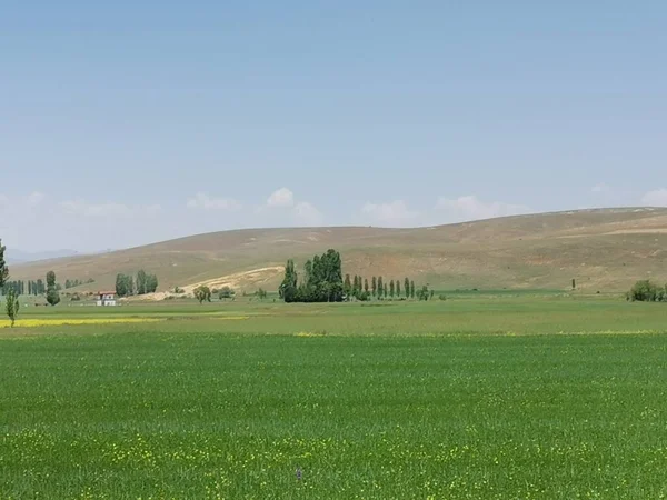 Yeşil Botanik Yazıyla Rahatlamak Için Rahatlatıcı Manzarası Olan Çok Güzel — Stok fotoğraf