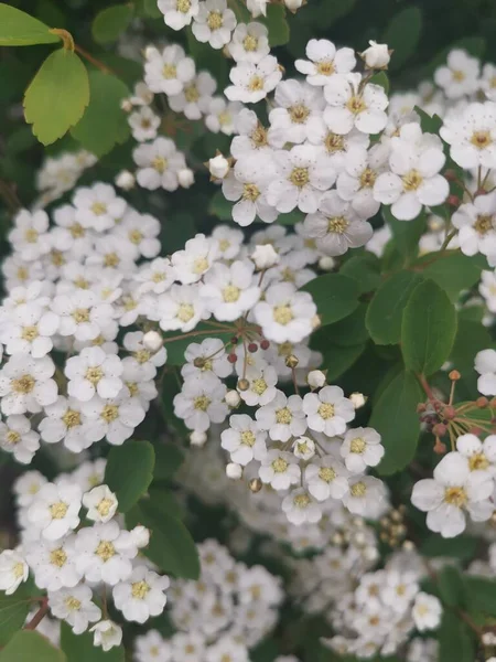 Flor Amarela Com Folhas Verdes Sol Alemanha — Fotografia de Stock