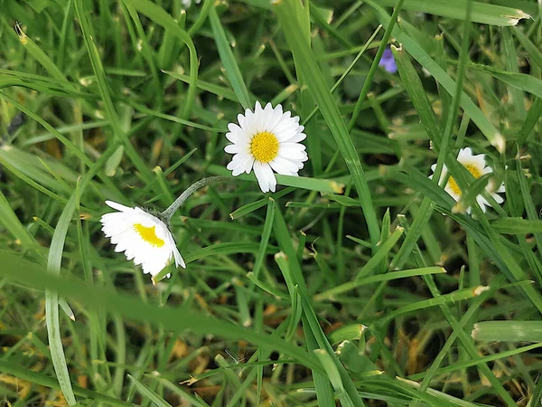 Flor Amarela Com Folhas Verdes Sol Alemanha — Fotografia de Stock