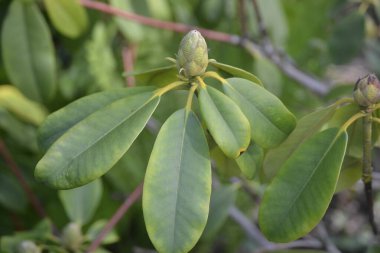 Güneşli bir günde yeşil yapraklı çiçekler