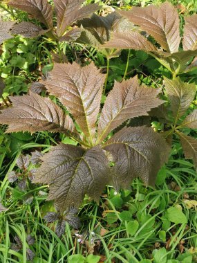 Parktaki çayırda yeşil bir bitki