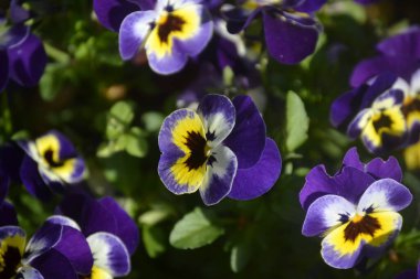 Eflatun renginde bir B çiçeği