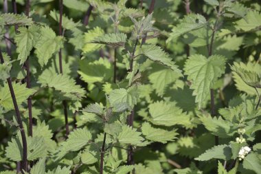 Bahçede yeşil ısırgan otlarıyla dolu