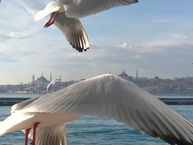 Martılar boğaz denizi üzerinde manevra yapıyor. 