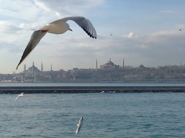 Martılar boğaz denizi üzerinde manevra yapıyor. 