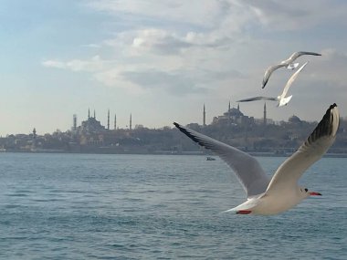 Martılar boğaz denizi üzerinde manevra yapıyor. 