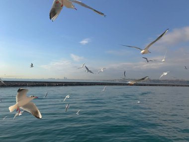 Martılar boğaz denizi üzerinde manevra yapıyor. 