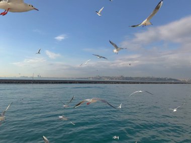 Martılar boğaz denizi üzerinde manevra yapıyor. 