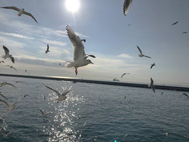 Martılar boğaz denizi üzerinde manevra yapıyor. 