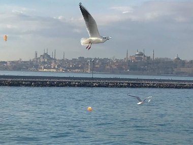 Martılar boğaz denizi üzerinde manevra yapıyor. 