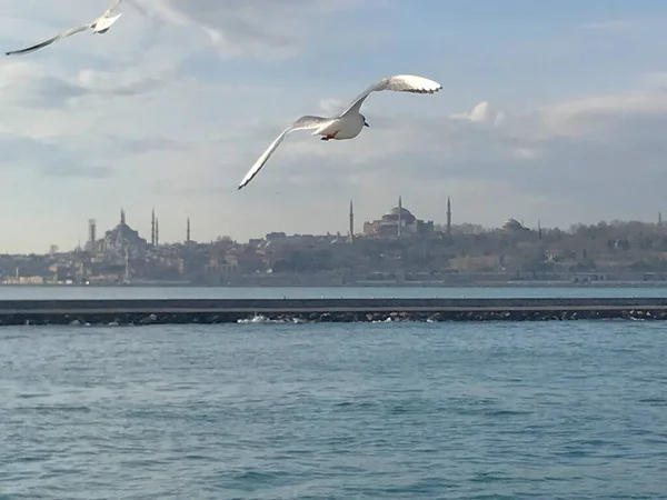 Möwen Flugmanöver Über Dem Bosporus Meer — Stockfoto