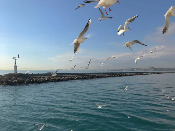 Manobras Voo Gaivotas Sobre Mar Bosphorus — Fotografia de Stock